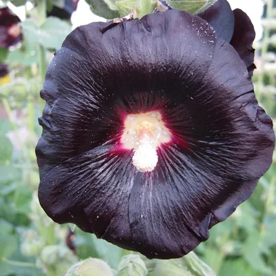 Produktbild von 6 x Stockrose - Alcea rosea 'Nigra' | Topf 9cm x 9cm