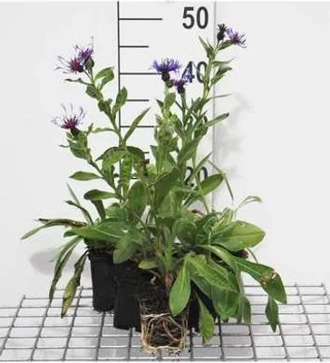 Immagine prodotto di 6 x Centaurea mont. coerulea' - Euforbia da fiore - vaso 9 x 9 cm