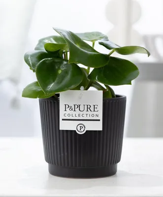 Image de Peperomia Raindrop dans un pot en céramique de 12cm de diamètre, plante
