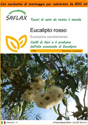 Immagine prodotto di SAFLAX Garden in the bag - Eucalipto rosso - 200 semi - Eucalyptus