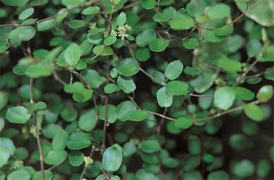 Produktbild von Mühlenbeckia complexa kleinblättrig - Mühlenbeckie complexa winterhart kleinblättrig im Topf 12 cm - 12cm