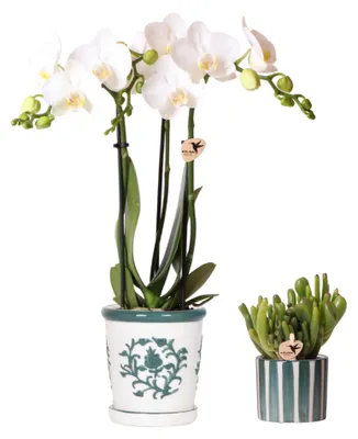 Produktbild von Kolibri Orchids | Set aus weißer Orchidee Amabilis im Malaga-Topf und Sukkulente im Painted Stripe-Topf grün - Topfgröße Ø9cm & Ø6cm | blühende Zimmerpflanze - frisch vom Züchter