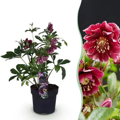 Produktbild von GreenboutiQ - Gartenpflanze - Lenzrose - Helleborus orientalis Double Ellen Red - Rote Blume - 1 Pflanze - Immergrün - Topf 14cm Höhe 35cm