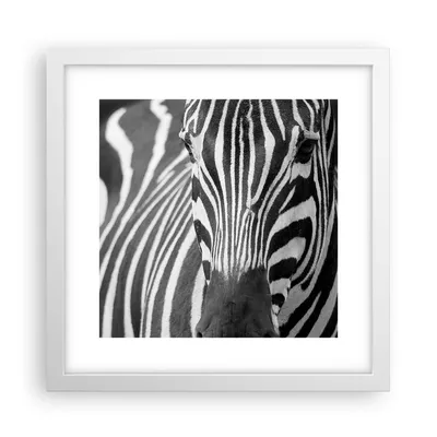 Produktbild von Gerahmtes Poster - Weißer Rahmen - Tiere Zebra gestreift - 30x30 cm - Wand Bild - Wanddeko - Wandbilder - Kunstposter - Wandposter - Bilderrahmen - Bilder - Kunstdruck - Wandbild - P2WAC30x30-2254