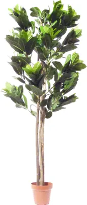 Produktbild von Kunstpflanze Ficus Cyathistipula ca. 160 cm Dekobaum