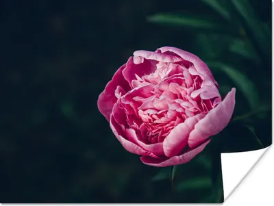 Produktbild von MuchoWow® Poster Blumen - Rosa - Rosen 160x120 cm - Foto Plakat