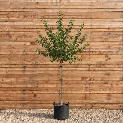 Produktbild von Mirabelle 'Mirabelle de Nancy' Hochstamm 250-300 cm, Stammumfang 10-12 cm - Prunus domestica Hochstamm