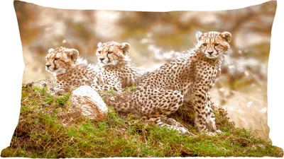 Produktbild von MuchoWow® Zierkissen Sofakissen Wohnzimmer Dekokissen 50x30 cm Leopard - Wald - Tier - Wohnzimmerdekoration - Polster mit Photo