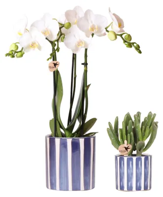 Obrázek produktu pro Sada Kolibri Orchids obsahující bílou orchidej Phalaenopsis Amabilis a sukulent Crassula Hobbit v modrém květináči s pruhy, velikost květináče 9 cm + 6 cm