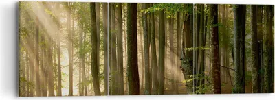 Produktbild von Bild auf Leinwand - Leinwandbild - Wald Baum Natur - 90x30cm - Wand Bild - Wanddeko - Wandbilder - Leinwanddruck - Bilder - Kunstdruck - Wanddekoration - Leinwand bilder - Wandkunst - CA90x30-3628