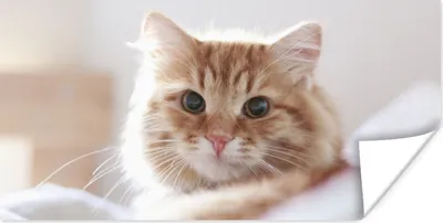 Produktbild von MuchoWow® Poster Katze - Rot - Bett - Mädchen - Kinder - Jungen 80x40 cm - Wanddeko