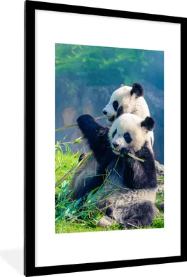 Produktbild von MuchoWow® Gerahmtes Poster Panda - Bambus - Gras - Tiere 60x90 cm - Poster mit Schwarzem Bilderrahmen Wandposter Rahmen Foto Bilder - Dekoration - Wandposter Wohnzimmer - Hochwertig