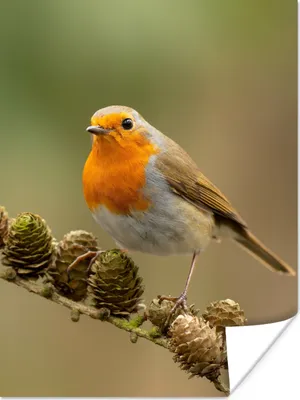 Produktbild von MuchoWow® Poster Vogel - Rotkehlchen - Tannenzapfen - Zweig - Herbst 120x160 cm - Wandbilder