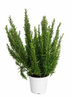 Produktbild von XXL Rosmarin (Salvia rosmarinus / Rosmarinus officinalis) – Aromatische mediterrane Kräuterpflanze mit 40–60 cm Gesamthöhe