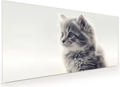 Produktbild von Küchenrückwand Spritzschutz Glas mit Motiv Kitten Portrait 40 x 40 cm