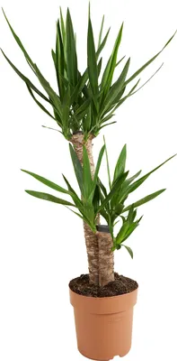 Zdjęcie produktu dla Bloomique - Yucca Elephantipes - Lilia palmowa - Roślina doniczkowa - Oczyszczająca powietrze - Łatwa w utrzymaniu - Wysokość 80-100 cm - Doniczka 21 cm