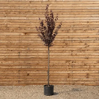 Produktbild von Blutpflaume Nigra 300-350 cm, Stammumfang 12-14 cm - Prunus cerasifera Hochstamm