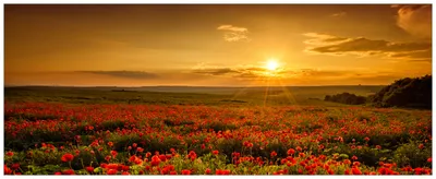 Produktbild von Wallario Premium Glasbild, freischwebende Optik, kräftige Farben, Größe 125 x 50 cm Motiv Mohnblumenwiese bei Sonnenuntergang am Abend