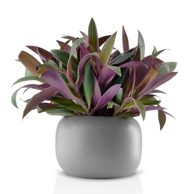 Zdjęcie produktu dla Doniczka Eva Solo Stone - Ø 16 cm - ceramiczna