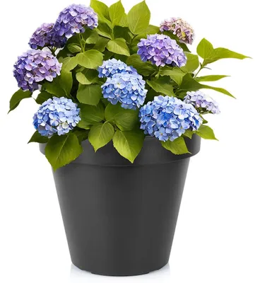 Zdjęcie produktu dla Doniczka ogrodowa plastikowa czarna okrągła 39 cm