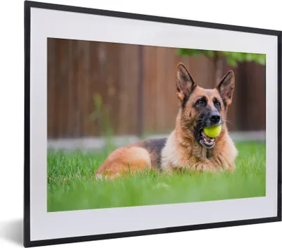 Produktbild von MuchoWow® MuchoWow® Gerahmtes Poster Deutscher Schäferhund mit einem Tennisball im Maul 40x30 cm - Poster mit zchwarzem Bilderrahmen - Bilderrahmen - Poster im Rahmen