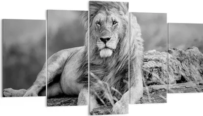 Produktbild von Bild auf Leinwand - Leinwandbild - Löwe Tier Natur - 160x85cm - Wand Bild - Wanddeko - Wandbilder - Leinwanddruck - Bilder - Kunstdruck - Wanddekoration - Leinwand bilder - Wandkunst - EA160x85-3931
