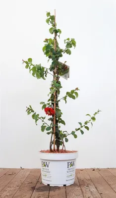 Produktbild von Chaenomeles 'Pink Storm' ®, Zierquitte, rosa Blüten, 80–100 cm