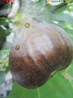 Produktbild von Feige Bornholms Diamant - Ficus carica - 40-60cm