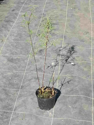 Zdjęcie produktu dla Fargesia nitida 'Black Pearl' C1-1 litr - Czarny bambus parasolowy