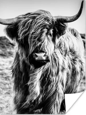 Produktbild von MuchoWow® Poster Schottischer Highlander - Natur - Kuh - Schwarz - Weiß 90x120 cm - Wohnzimmer