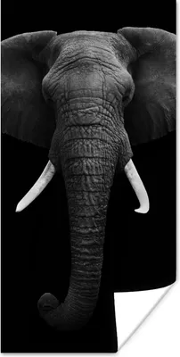 Produktbild von MuchoWow® Poster Elefant - Wildtiere - Schwarz - Weiß - Porträt 60x120 cm - Wandschmuck