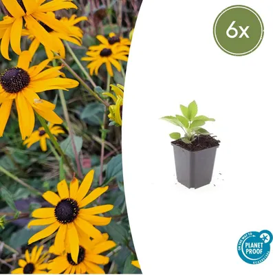 Zdjęcie produktu dla Krzew ozdobny – Rudbeckia fulgida 'Goldsturm' – doniczka 9 cm – zestaw 6 roślin