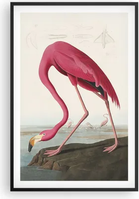 Produktbild von Gerahmtes Poster - Schwarzer Rahmen - Flamingo Vogel Exotik - 61x91,5 cm - Wand Bild - Wanddeko - Wandbilder - Kunstposter - Wandposter - Bilderrahmen - Bilder - Kunstdruck - P2BPA61x91-5137