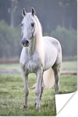 Produktbild von MuchoWow® Poster Pferd - Licht - Morgen 120x180 cm - Kunstposter