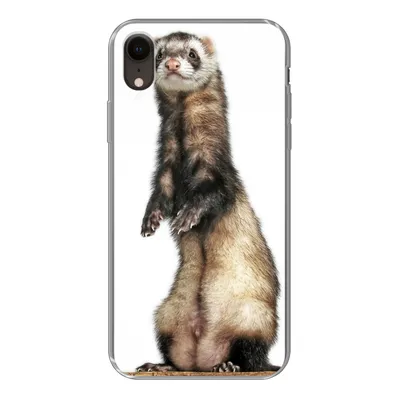 Produktbild von MuchoWow® Handyhülle Schutzhülle Hülle für iPhone XR Frettchen - Tiere - Fell Silikon Softcase Handy Hülle - Schutzdeckel