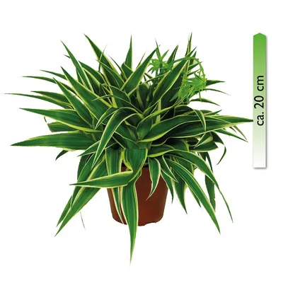 Produktbild von Chlorophytum, Ocean, im 15cm Topf, Grünlilie, Höhe ca. 20cm