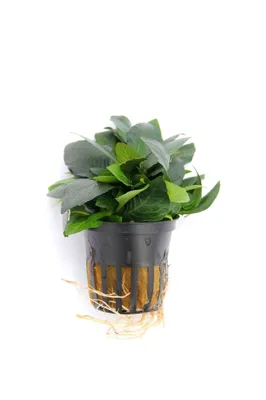 Produktbild von Hygrophila corymbosa Kompakt Wasserpflanze Aquarium