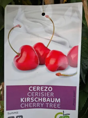 Zdjęcie produktu dla Czereśnia 'Summit' półpienna 160-200 cm - Prunus avium szczepiona, drzewo czereśni o wysokości pnia ok. 100 cm w doniczce