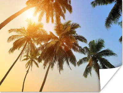 Produktbild von MuchoWow® Poster Palme - Sonne - Sommer - Tropisch 160x120 cm - Foto Plakat