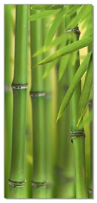 Produktbild von Wallario selbstklebende Türtapete 93 x 205 cm - Grüner Bambuswald - Abwischbar, rückstandsfrei zu entfernen