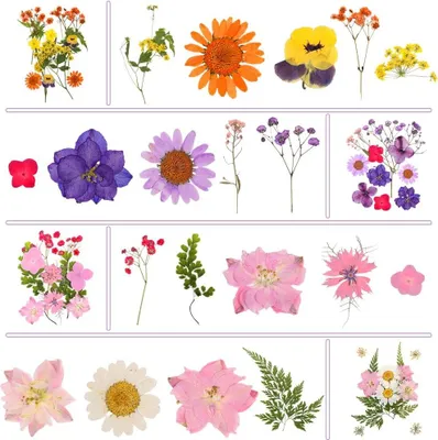 Produktbild von Getrocknete Pressblumen Set für Hobby und Handwerk - 240 Stück natürliche Blumen und Blätter