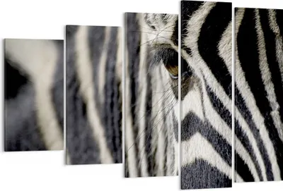 Produktbild von Bild auf Leinwand - Leinwandbild - Zebra Streifen Tierwelt Safari - 150x100cm - Wand Bild - Wanddeko - Leinwanddruck - Bilder - Kunstdruck - Leinwand bilder - Wandkunst - EG150x100-2195