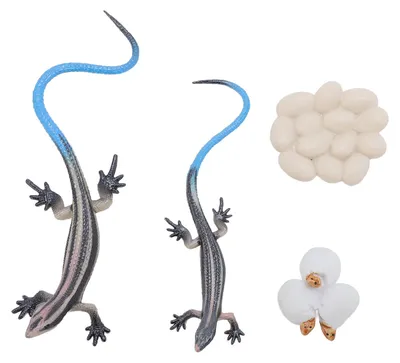 Produktbild von Eidechsen-Modellspielzeug, lebensechte pädagogische dekorative PVC-Reptilienfigur für die Hausgartendekoration