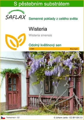 Obrázek produktu pro SAFLAX - Wisteria - Wisteria sinensis - 4 Semena - S pěstebním substrátem bez klíčků