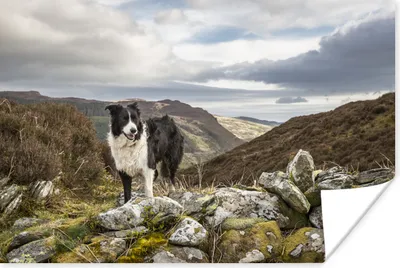 Produktbild von MuchoWow® Poster Ein Border Collie steht auf dem Gipfel des Berges 30x20 cm - Plakate - Print