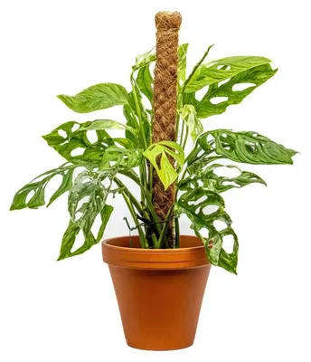 Obrázok produktu pre Gardners Monstera Adansonii Indonézsky mramor, priemer 17 cm