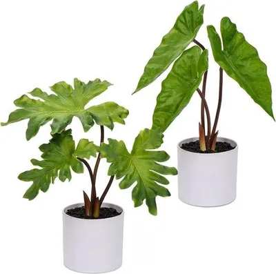Immagine prodotto di Set da 2 piante tropicali artificiali, piccole, bianche nel vaso – piante finte in plastica, realistiche, ideali per il soggiorno e l'ufficio