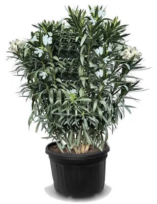 Produktbild von Sunny Tree - Oleander - Nerium Oleander - Farbe Weiß - Höhe 220-240 cm - Pflanze für draußen - Immergrün im Winter - Mediterrane Pflanze - 110 liter
