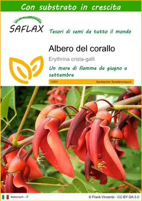 Immagine prodotto di SAFLAX  - Albero del corallo - 6 semi - Con substrato - Erythrina
