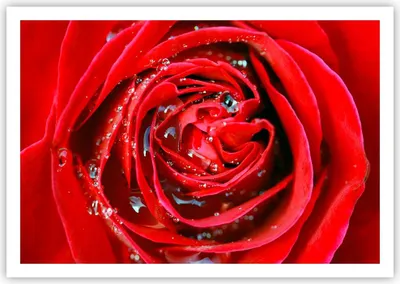 Produktbild von Poster - Poster ohne Rahmen - Rose Blume Blütenblätter Tau - 100x70 cm - Wand Bild - Wanddeko - Wandbilder - Kunstposter - Wandposter - Bilder - Kunstdruck - Wandbild - P2XAA100x70-1518